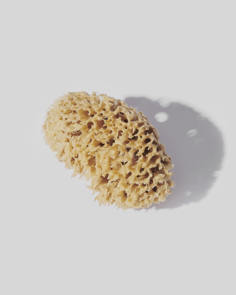 Natural sea sponge - The Youngest