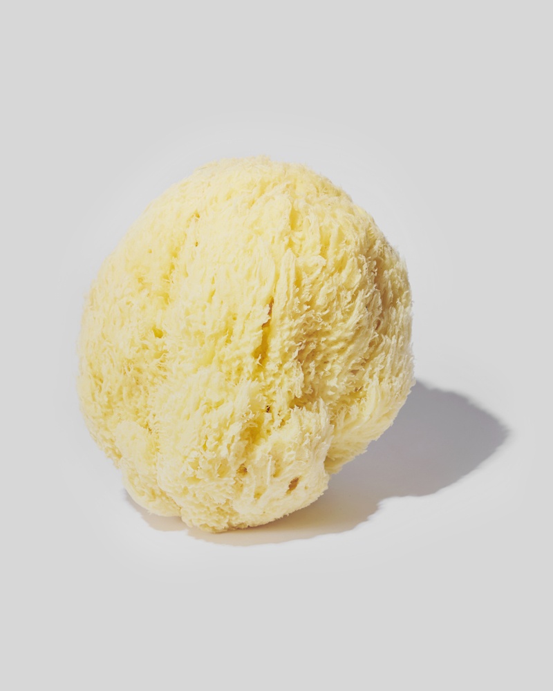 Natural sea sponge - The Eldest